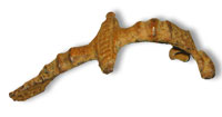 Fibule